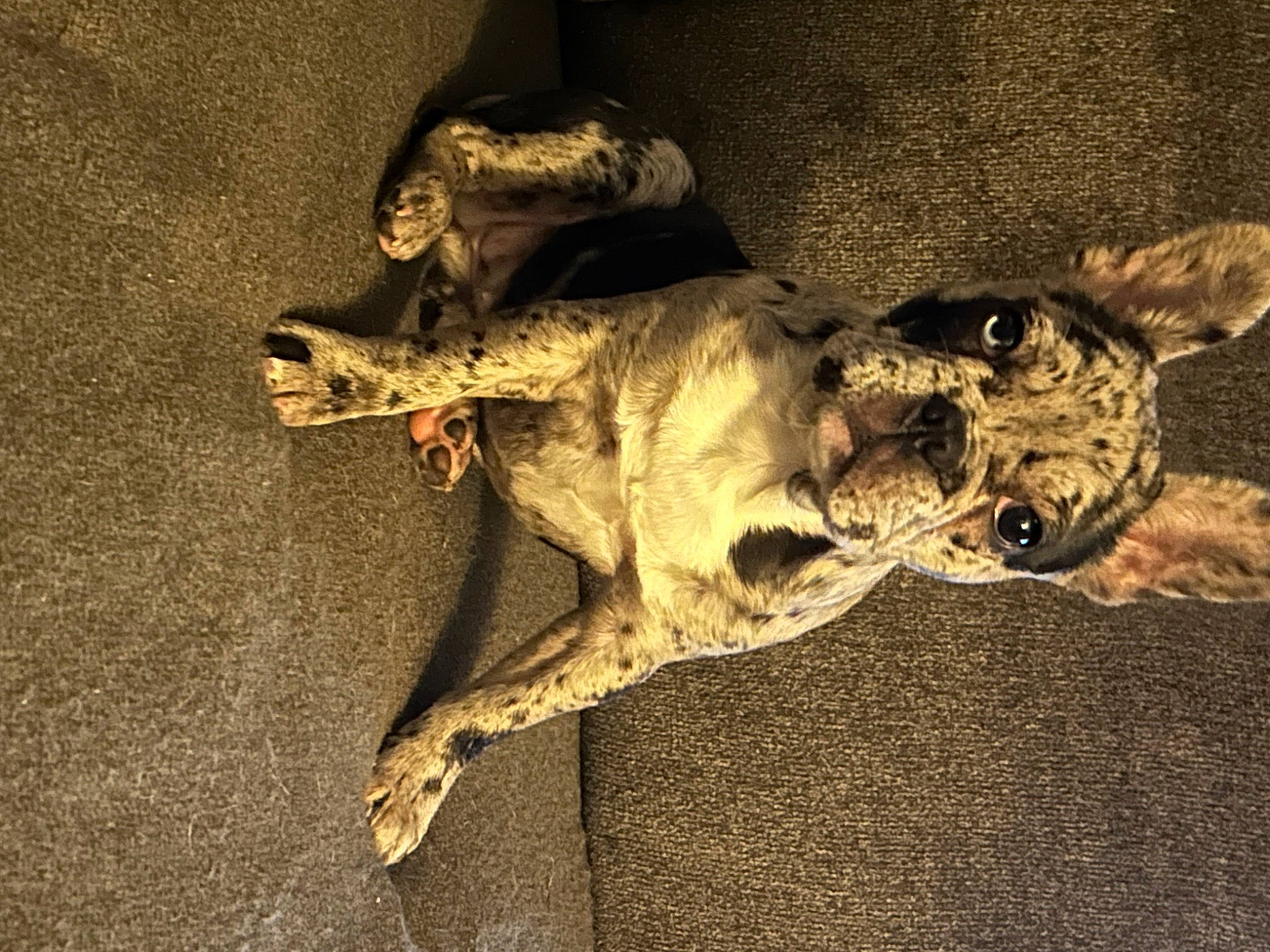 Zoe is registered to the contest to win money with this photo: art, artifact, canidae, felidae, fossil, fur, jaw, metal, sculpture, shadow, skeleton, skull, small_to_medium_sized_cats, sporting_group, statue, tail, tree, visual_arts, wildlife, wood