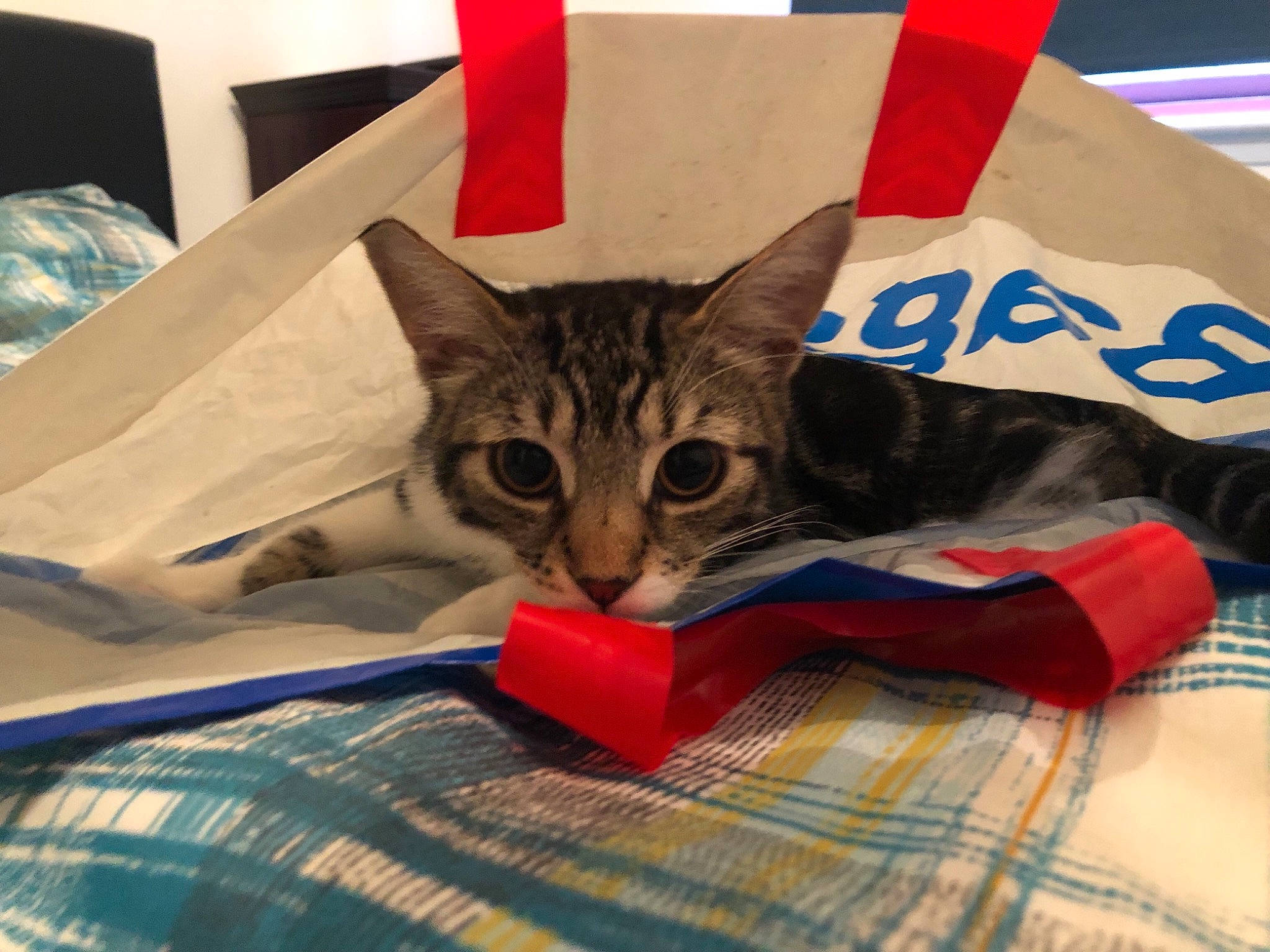 Aegon joined the competition — help win amazing prizes! american_shorthair, asian, california_spangled, carnivore, cat, domestic_short_haired_cat, dragon_li, european_shorthair, felidae, kitten, linens, mammal, small_to_medium_sized_cats, tabby_cat, toyger, whiskers