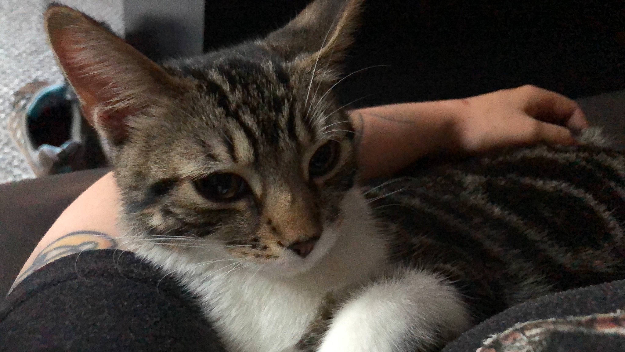 Aegon joined the competition — help win amazing prizes! aegean_cat, american_shorthair, american_wirehair, asian, australian_mist, california_spangled, carnivore, cat, domestic_short_haired_cat, dragon_li, egyptian_mau, european_shorthair, felidae, kitten, mammal, small_to_medium_sized_cats, snout, tabby_cat, vertebrate, whiskers