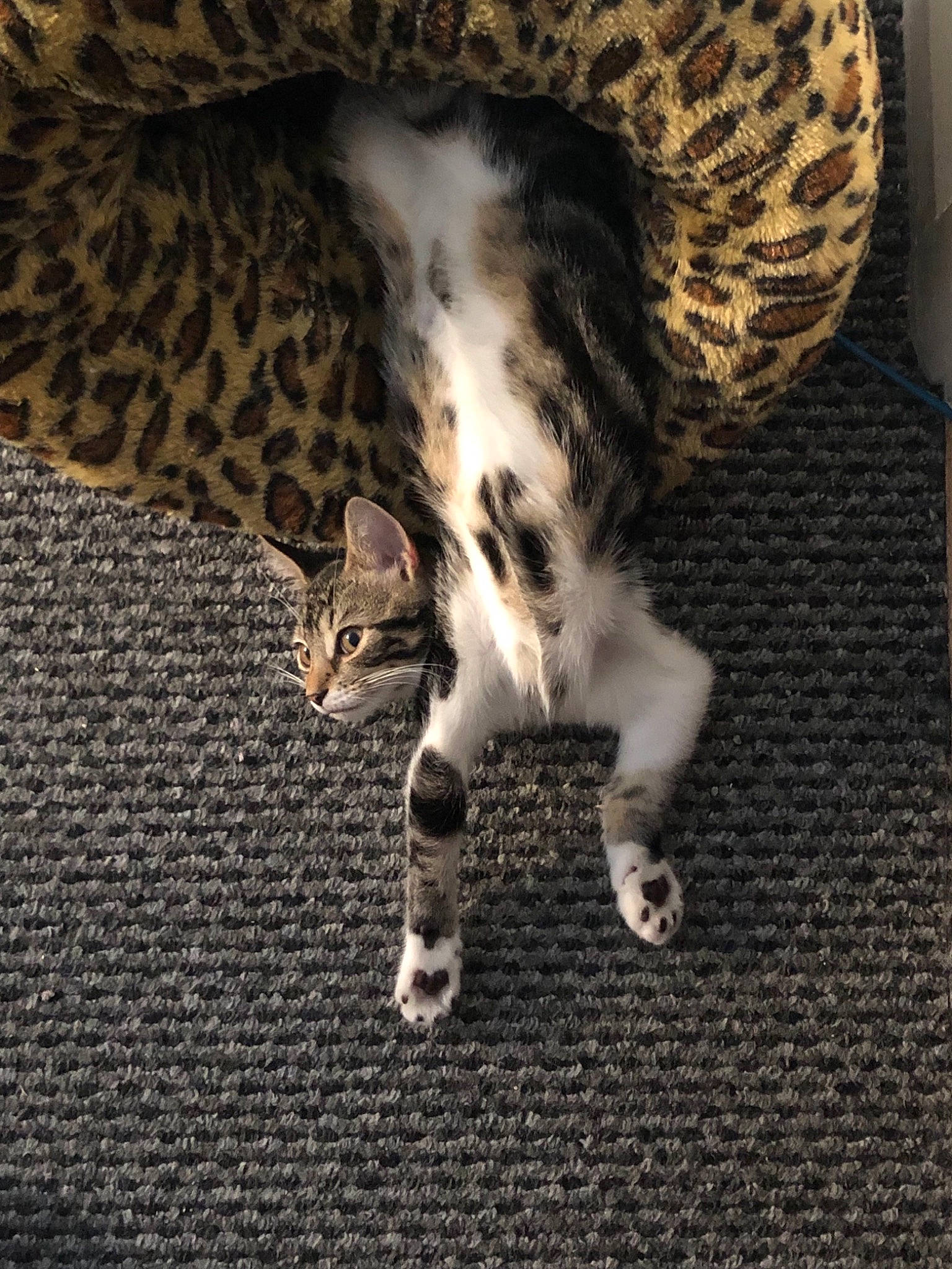 Aegon is registered to the contest to win money with this photo: bengal, carnivore, cat, egyptian_mau, european_shorthair, felidae, fur, kitten, ocicat, savannah, small_to_medium_sized_cats, tabby_cat, whiskers, wildlife