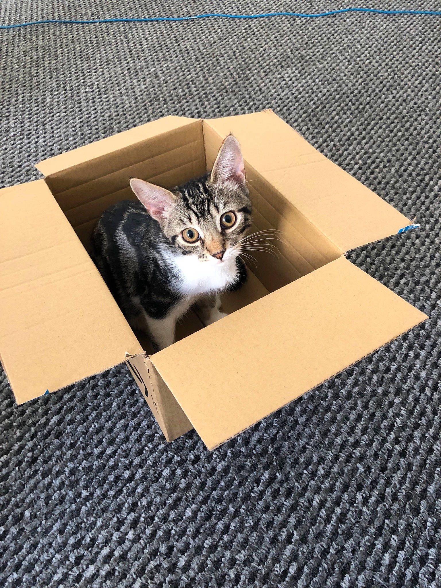 Aegon is registered to the contest to win money with this photo: aegean_cat, american_shorthair, american_wirehair, box, cardboard, carnivore, cat, domestic_short_haired_cat, european_shorthair, felidae, floor, flooring, kitten, norwegian_forest_cat, polydactyl_cat, small_to_medium_sized_cats, tabby_cat, whiskers