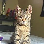 Walter joined the competition — help win amazing prizes! animal, bed, cat, curious, cute, domestic, ears, eyes, feline, fur, household, indoor, kitten, pet, portrait, sitting, small, tabby, whiskers, young