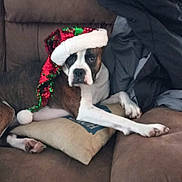 Rockie is registered to the contest to win money with this photo: dog, santa_hat, couch, brown, white, sequin, holiday, pet, animal, indoor, relaxed, blanket, pillow, fur, canine, resting, cute, christmas, decor, cozy