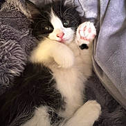 Booger joined the competition — help win amazing prizes! kitten, cat, paw, paw_pad, pink_nose, black_and_white_fur, whiskers, ear, eye, blanket, cozy, soft_texture, fur, close_up, portrait, relaxing, indoor, bed, cuddle, cute
