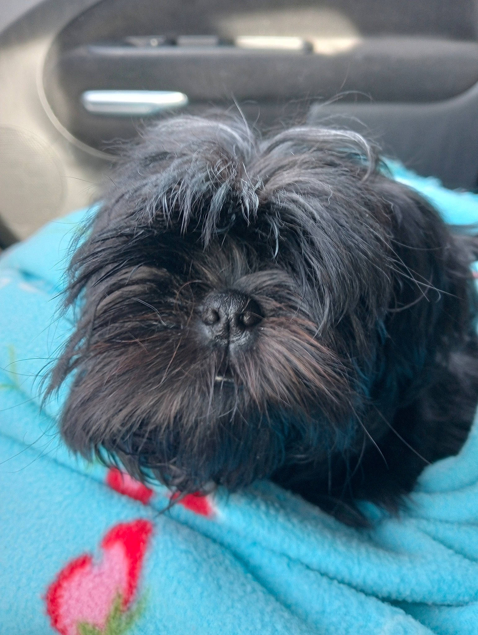 Théoden a rejoint le concours — aidez-le/la à gagner de superbes lots ! canidae, carnivore, comfort, companion_dog, dog, dog_breed, dog_supply, fur, grey, liver, mal_shi, maltepoo, shih_poo, shih_tzu, small_terrier, snout, sporting_group, terrier, toy_dog, working_animal