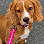 Bella is registered to the contest to win money with this photo: dog, puppy, brown, white, leash, collar, outdoor, pavement, pet, cute, animal, floppy_ears, young, sitting, closeup, curious, canine, fur, domestic, companion