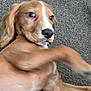 Bella is registered to the contest to win money with this photo: puppy, dog, brown, carpet, lying_down, white_stripe, pet, young_dog, motion_blur, indoor, animal, fur, cute, canine, looking, front_leg, playful, expression, blurred, closeup