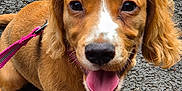 Bella joined the competition — help win amazing prizes! puppy, dog, brown_dog, happy, tongue_out, leash, pink_leash, asphalt, outdoor, close_up, pet, cute, young_dog, fur, smiling, friendly, animal, canine, playful, sitting