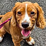 puppy, dog, brown_dog, happy, tongue_out, leash, pink_leash, asphalt, outdoor, close_up, pet, cute, young_dog, fur, smiling, friendly, animal, canine, playful, sitting