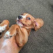 Bella is registered to the contest to win money with this photo: puppy, dog, brown, pet, carpet, lying_down, playful, cute, fur, animal, canine, indoor, young, ears, paws, expression, looking_up, closeup, mammal, adorable