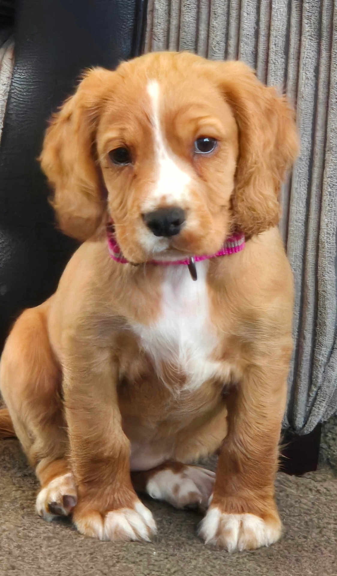 Bella
