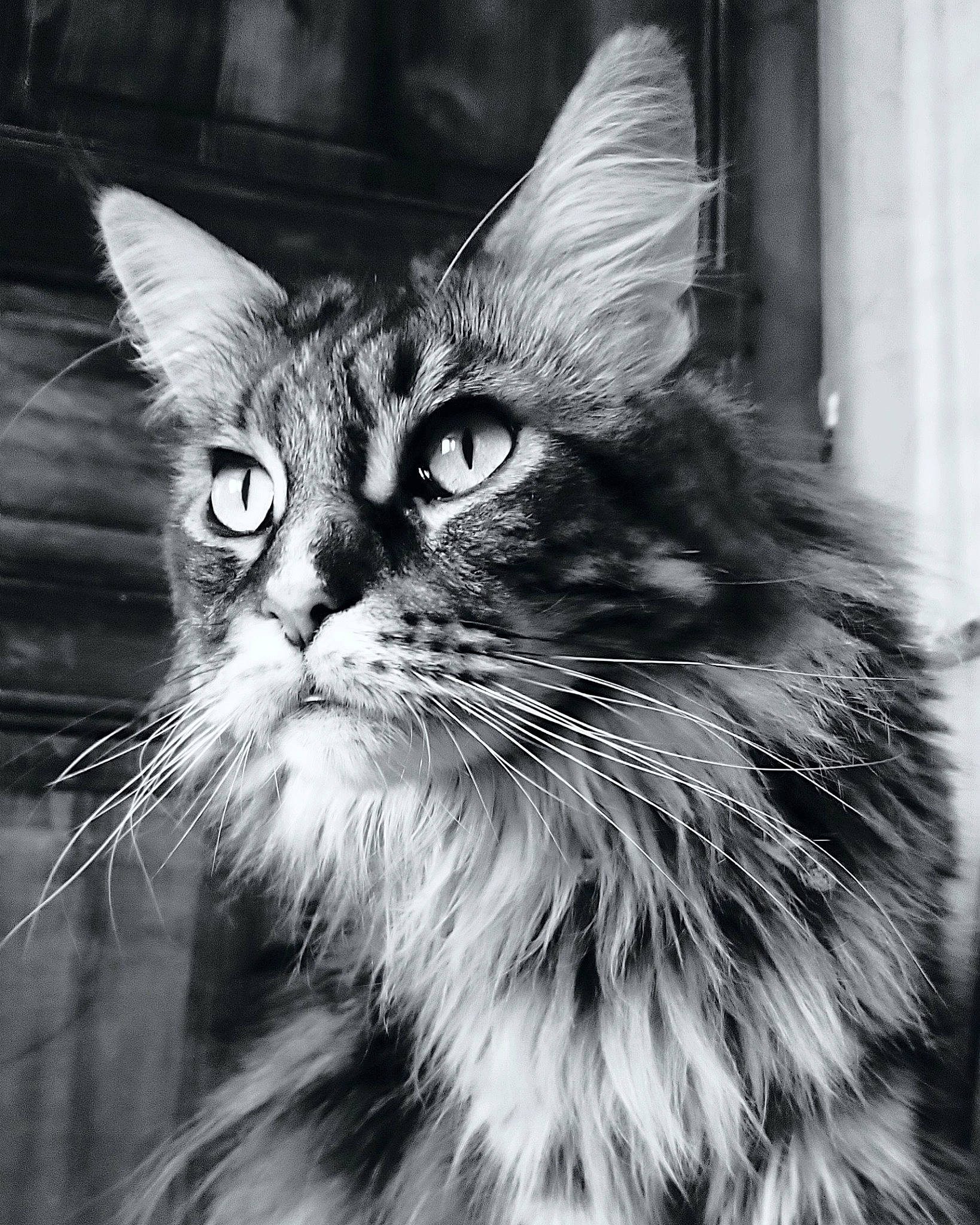 Artémis a rejoint le concours — aidez-le/la à gagner de superbes lots ! black_and_white, carnivore, cat, close_up, domestic_short_haired_cat, felidae, fur, grass, maine_coon, monochrome, monochrome_photography, small_to_medium_sized_cats, snout, stock_photography, style, terrestrial_animal, whiskers, wildlife