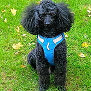 Brew is registered to the contest to win money with this photo: dog, poodle, black_dog, pet, animal, grass, outdoor, harness, cute, sitting, fur, canine, leaves, nature, portrait, animal_portrait, park, garden, friendly, pet_accessory