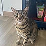 cat, tabby, pet, indoor, animal, feline, striped, floor, cabinet, container, curious, alert, whiskers, ears, green_eyes, sitting, wooden_floor, domestic, household, fur