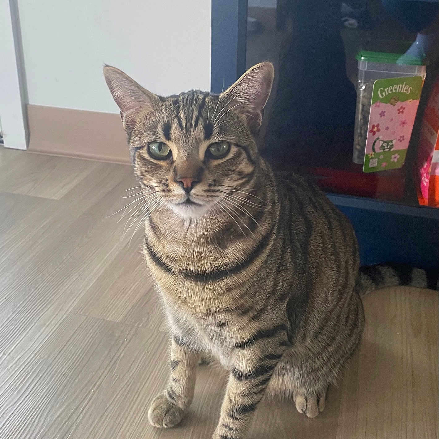 Max joined the competition — help win amazing prizes! alert, animal, cabinet, cat, container, curious, domestic, ears, feline, floor, fur, green_eyes, household, indoor, pet, sitting, striped, tabby, whiskers, wooden_floor