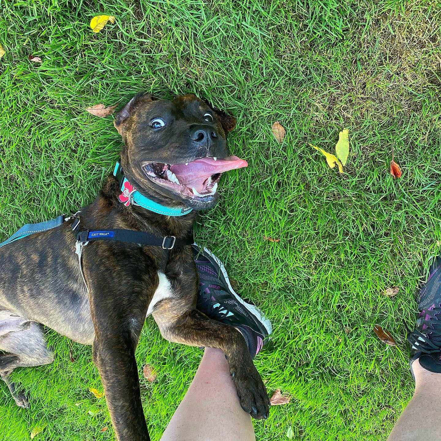 Lex is registered to the contest to win money with this photo: canidae, carnivore, collar, companion_dog, dog, dog_breed, dog_collar, dog_supply, fashion_accessory, fawn, grass, groundcover, guard_dog, leash, liver, pet_supply, plant, sporting_group, tail, working_animal