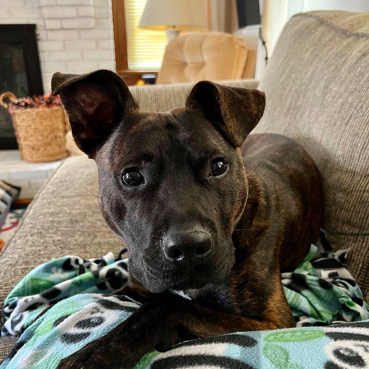 Lex joined the competition — help win amazing prizes! carnivore, collar, comfort, companion_dog, couch, dog, dog_breed, dog_supply, fawn, grey, hardwood, non_sporting_group, pattern, pet_supply, snout, sporting_group, terrestrial_animal, toy_dog, whiskers, working_animal