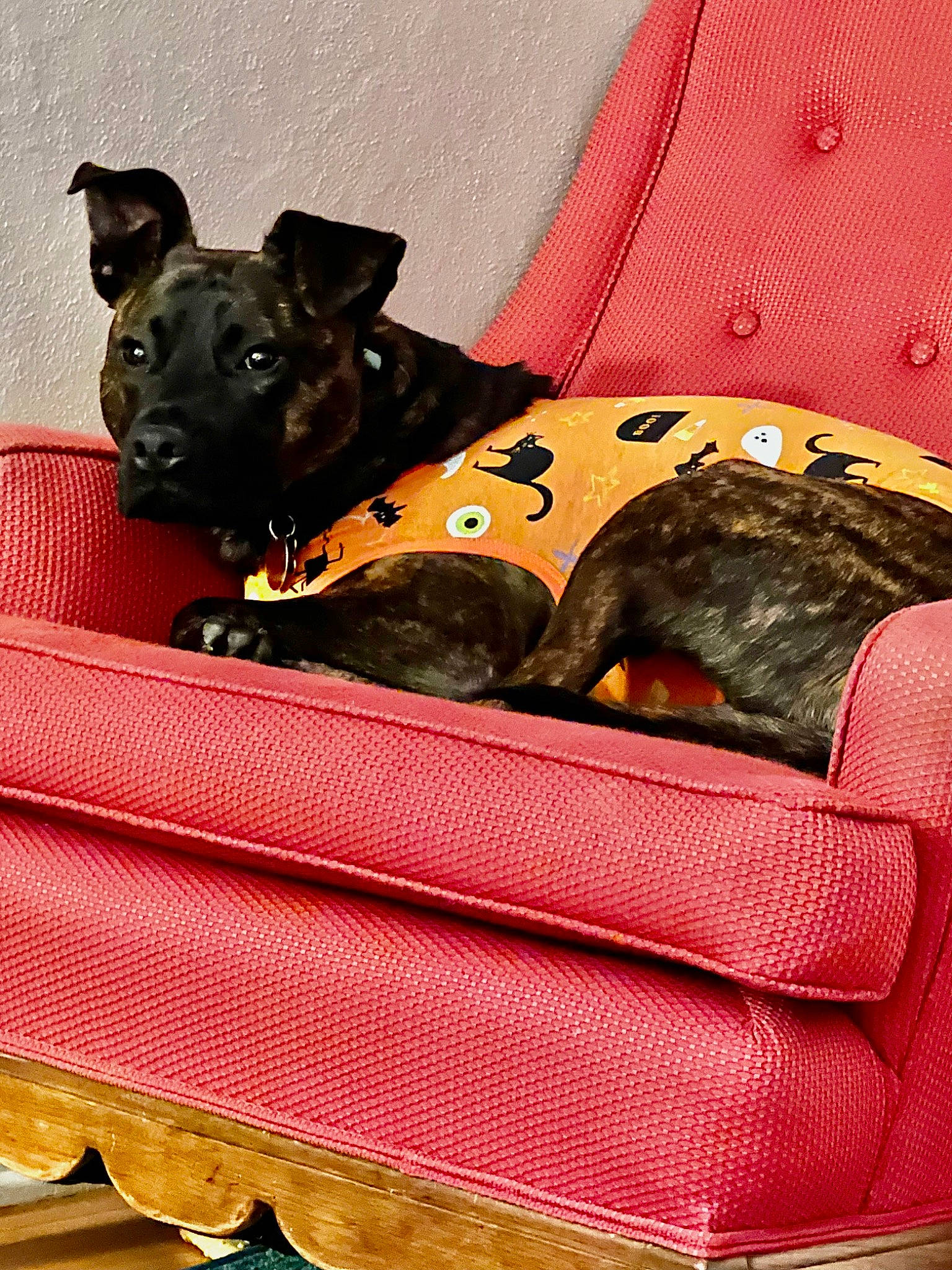 Lex joined the competition — help win amazing prizes! bag, canidae, carnivore, collar, comfort, companion_dog, couch, dog, dog_breed, dog_collar, dog_supply, fawn, guard_dog, linens, luggage_and_bags, pattern, pet_supply, snout, sporting_group, working_animal