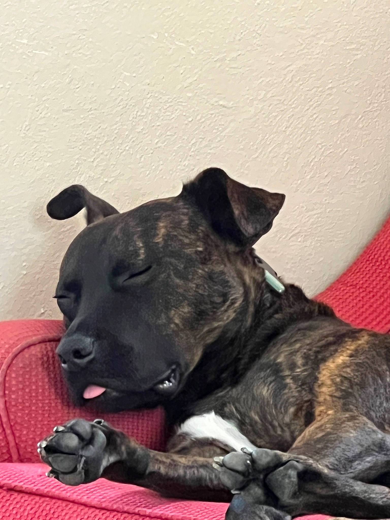 Lex is registered to the contest to win money with this photo: ancient_dog_breeds, carnivore, collar, comfort, companion_dog, dog, dog_breed, dog_collar, guard_dog, non_sporting_group, snout, sporting_group, tail, terrestrial_animal, working_animal, working_dog