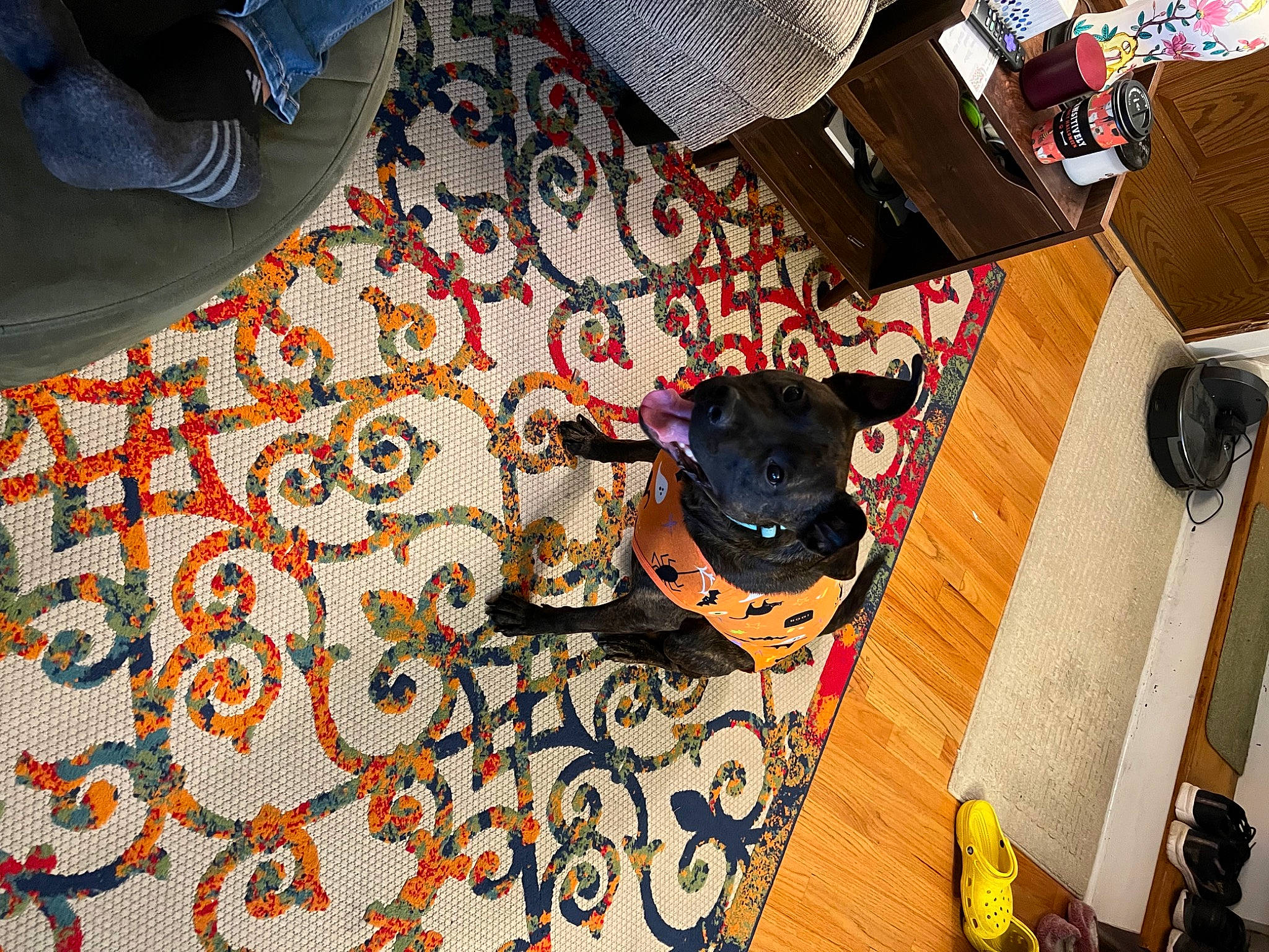 Lex joined the competition — help win amazing prizes! art, carnivore, chair, collar, companion_dog, dog, dog_breed, dog_supply, eyewear, floor, flooring, hardwood, linens, pattern, room, sporting_group, tableware, toy_dog, wood, working_animal