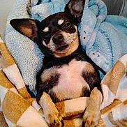 Sissy joined the competition — help win amazing prizes! dog, puppy, black_and_tan, small_dog, chihuahua, sleepy, winking, face, ears, paws, blanket, wrapped_up, cozy, indoor, portrait, close_up, pet, fluffy, relaxed, cute