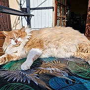 Bobby a rejoint le concours — aidez-le/la à gagner de superbes lots ! cat, orange_cat, white_cat, fluffy_cat, relaxed, sunlight, outdoor, table, tablecloth, leaf_pattern, door, window, home, pet, animal, fur, paw, resting, cozy, daylight