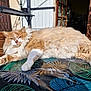 cat, orange_cat, white_cat, fluffy_cat, relaxed, sunlight, outdoor, table, tablecloth, leaf_pattern, door, window, home, pet, animal, fur, paw, resting, cozy, daylight