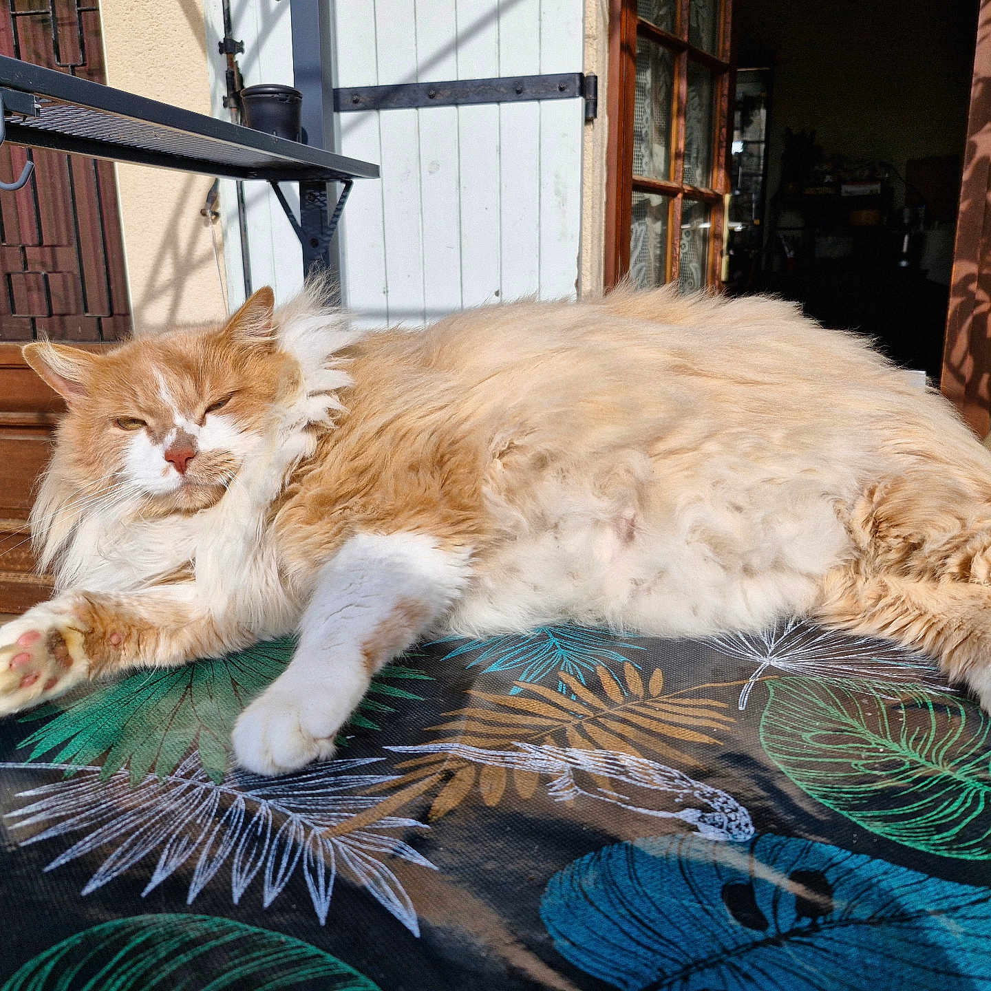 Bobby a rejoint le concours — aidez-le/la à gagner de superbes lots ! animal, cat, cozy, daylight, door, fluffy_cat, fur, home, leaf_pattern, orange_cat, outdoor, paw, pet, relaxed, resting, sunlight, table, tablecloth, white_cat, window