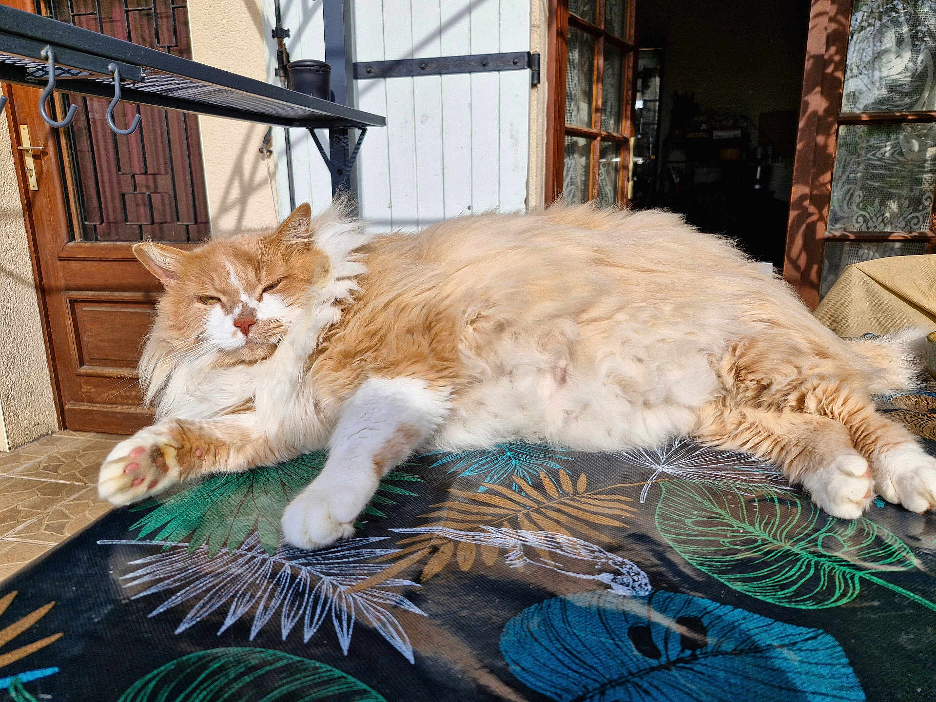 Bobby a rejoint le concours — aidez-le/la à gagner de superbes lots ! cat, orange_cat, white_cat, fluffy_cat, relaxed, sunlight, outdoor, table, tablecloth, leaf_pattern, door, window, home, pet, animal, fur, paw, resting, cozy, daylight