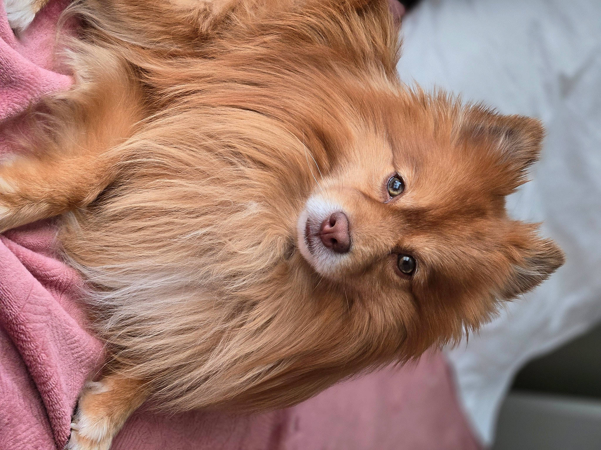 Ryder River Rayne joined the competition — help win amazing prizes! canidae, carnivore, companion_dog, dog, dog_breed, ear, fawn, fur, german_spitz, german_spitz_mittel, hair, liver, snout, sporting_group, terrestrial_animal, toy_dog, volpino_italiano, whiskers, wood, working_animal