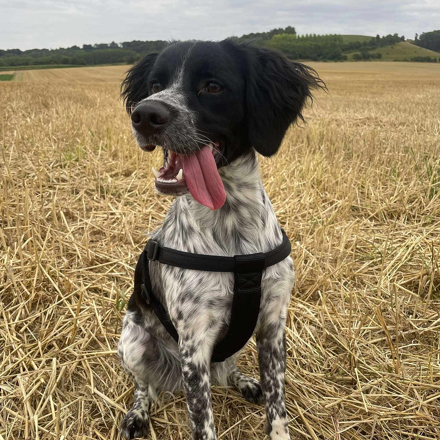 Luna a rejoint le concours — aidez-le/la à gagner de superbes lots ! animal, canine, cockerspaniel, countryside, dog, face, field, grass, grassland, head, horizon, hound, nature, outdoors, pet, plant, pointer, puppy, sky, straw