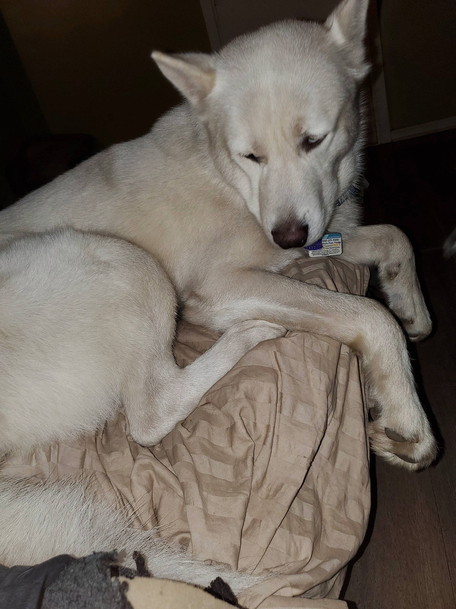 Adonis is registered to the contest to win money with this photo: berger_blanc_suisse, canaan_dog, canidae, carnivore, dog, dog_breed, kishu, korean_jindo_dog, labrador_husky, mammal, non_sporting_group, pungsan_dog, puppy, rare_breed_dog, vertebrate, white_shepherd, wolfdog