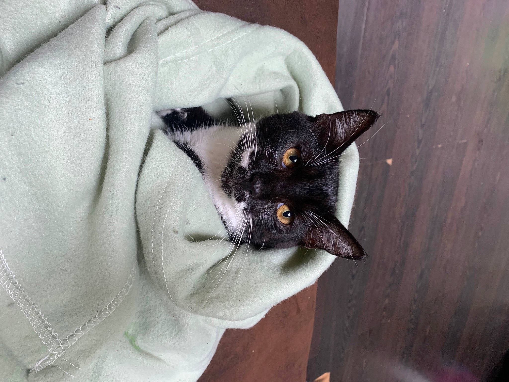 Naos a rejoint le concours — aidez-le/la à gagner de superbes lots ! bag, black_cat, carnivore, cat, claw, comfort, domestic_short_haired_cat, ear, felidae, fur, grey, hand, linens, sleeve, small_to_medium_sized_cats, t_shirt, tail, whiskers