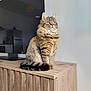 cat, tabby_cat, fluffy, sitting, wooden_cabinet, television, indoor, furniture, pet, domestic_cat, fur, tail, ears, whiskers, living_room, household, curious, calm, portrait, animal