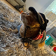 Ollie joined the competition — help win amazing prizes! cat, pet, hat, hoodie, indoor, carpet, furniture, living_room, cozy, orange_cat, plush, casual, cute, animal, whiskers, side_view, relaxed, domestic_animal, fashion, warm_lighting