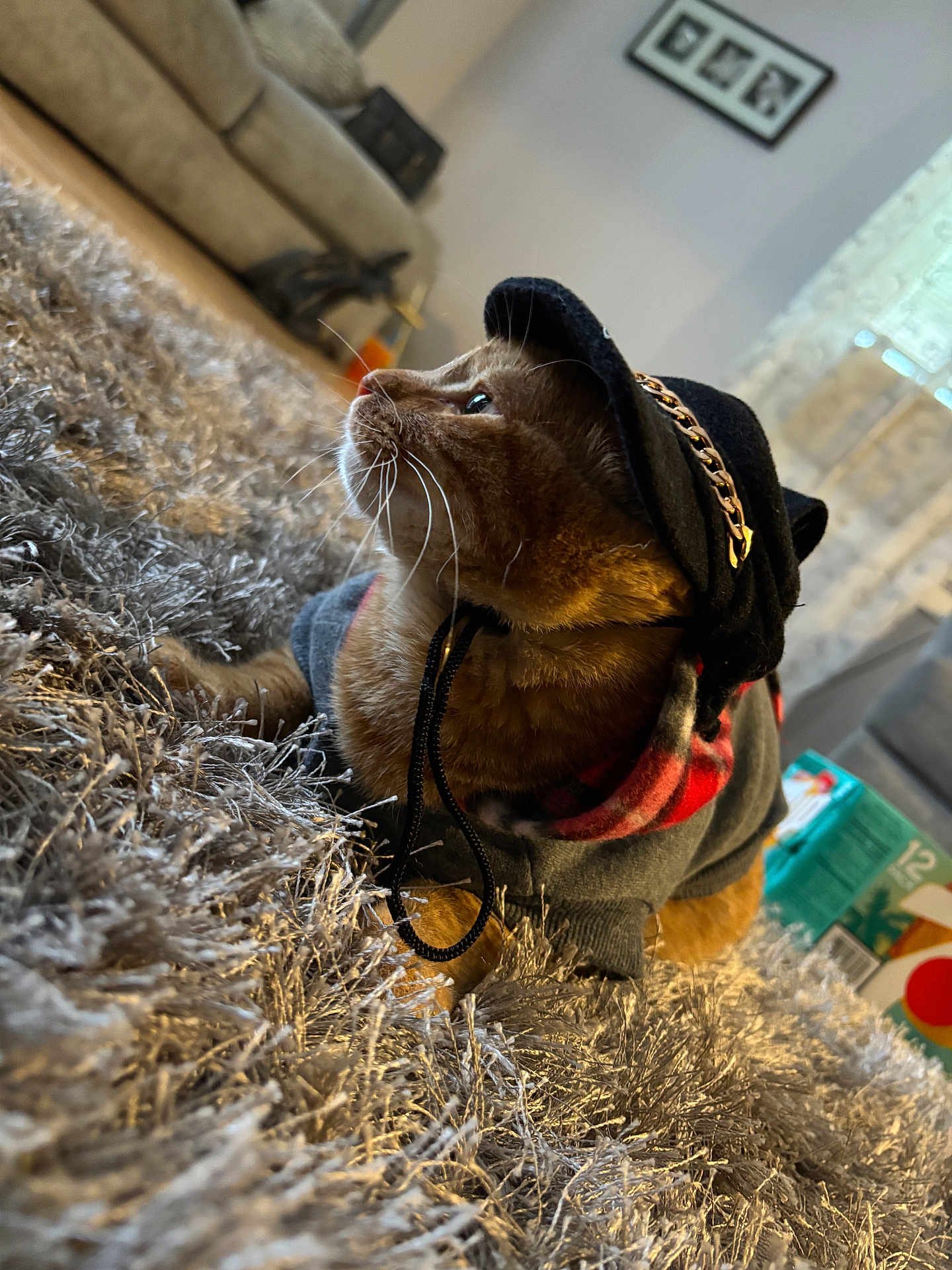 Ollie joined the competition — help win amazing prizes! cat, pet, hat, hoodie, indoor, carpet, furniture, living_room, cozy, orange_cat, plush, casual, cute, animal, whiskers, side_view, relaxed, domestic_animal, fashion, warm_lighting