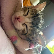 Loka joined the competition — help win amazing prizes! kitten, sleeping, blanket, cozy, soft, fur, pet, indoor, closeup, whiskers, ears, nap, cute, domestic_cat, animal, resting, warm_light, feline, comfort, peaceful