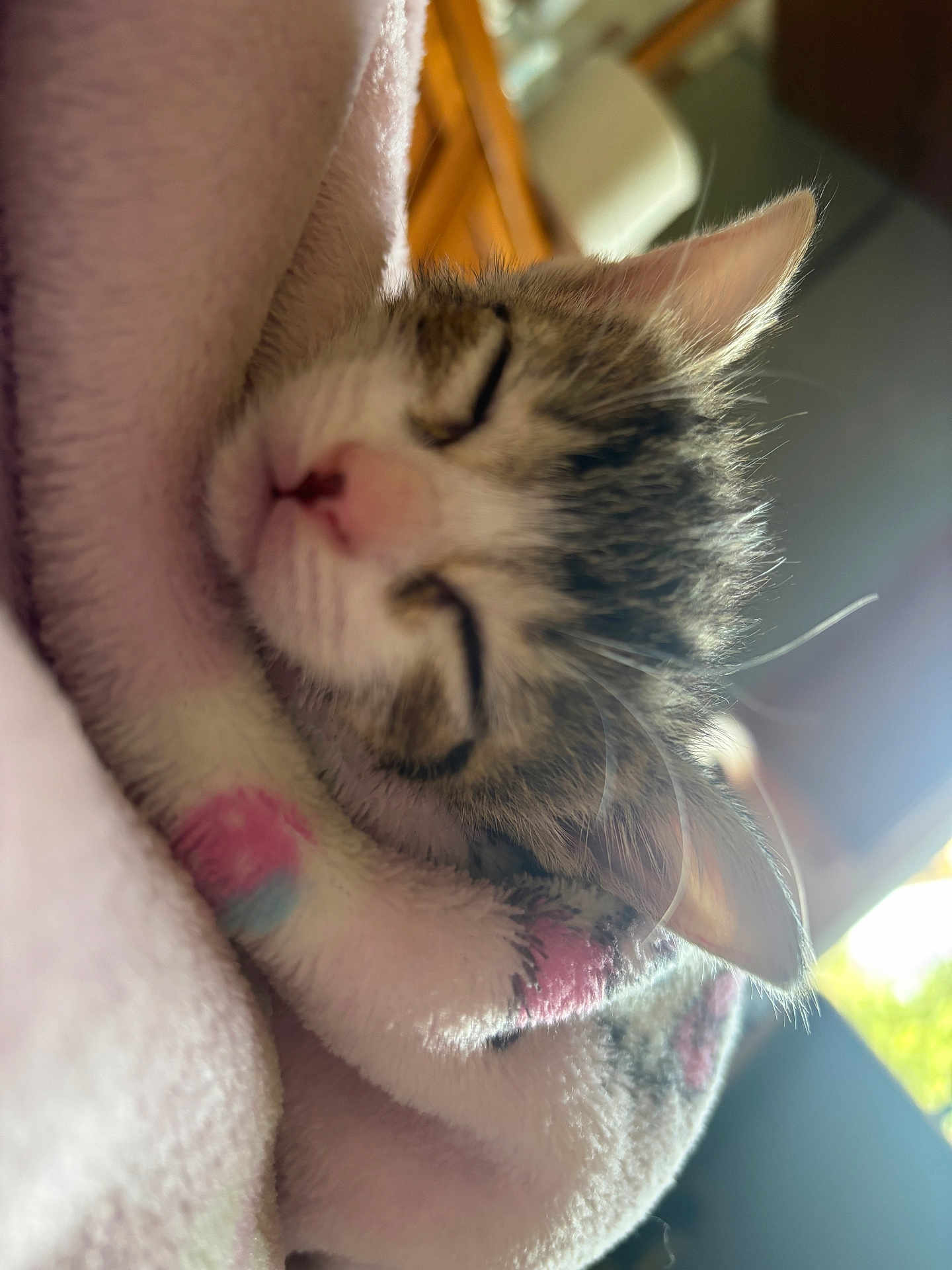 Loka joined the competition — help win amazing prizes! kitten, sleeping, blanket, cozy, soft, fur, pet, indoor, closeup, whiskers, ears, nap, cute, domestic_cat, animal, resting, warm_light, feline, comfort, peaceful