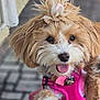 dog, puppy, fluffy, pink_harness, bow, cute, tongue_out, pet, animal, small_dog, fur, face, happy, playful, close_up, outdoor, canine, adorable, friendly, companion
