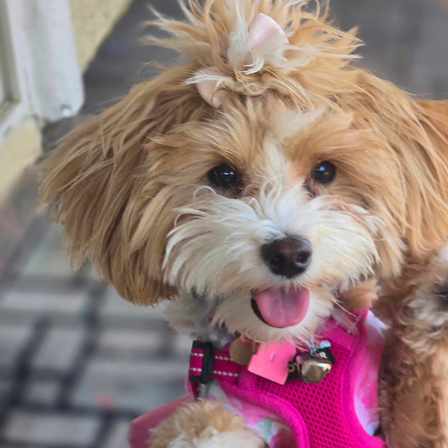 Bella joined the competition — help win amazing prizes! adorable, animal, bow, canine, close_up, companion, cute, dog, face, fluffy, friendly, fur, happy, outdoor, pet, pink_harness, playful, puppy, small_dog, tongue_out