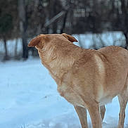 Cagney joined the competition — help win amazing prizes! animal, back_view, brown_fur, canine, dog, floppy_ears, forest, nature, outdoors, pet, portrait, short_hair, side_view, snow, snowy_ground, standing, tan_dog, trees, wildlife, winter