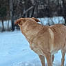 dog, canine, tan_dog, snow, winter, outdoors, forest, trees, animal, pet, standing, side_view, back_view, short_hair, floppy_ears, brown_fur, snowy_ground, nature, wildlife, portrait