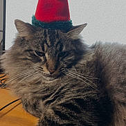 Scar joined the competition — help win amazing prizes! animal, cat, christmas, closeup, cozy, cute, desk, feline, fluffy, fur, hat, holiday, indoor, keyboard, pet, portrait, resting, santa_hat, tabby, whiskers