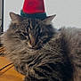 animal, cat, christmas, closeup, cozy, cute, desk, feline, fluffy, fur, hat, holiday, indoor, keyboard, pet, portrait, resting, santa_hat, tabby, whiskers