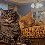 Scar joined the competition — help win amazing prizes! animal, basket, cat, chandelier, countertop, cozy, ears, face, fur, furniture, home, indoor, lamp, orange_cat, pet, relaxed, resting, sleeping, tabby_cat, whiskers