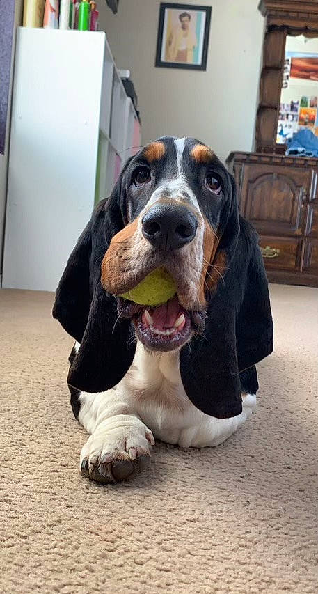 Boris is registered to the contest to win money with this photo: biting, canidae, carnivore, companion_dog, dog, dog_breed, fur, hound, hunting_dog, scent_hound, snout, sporting_group, terrestrial_animal, working_animal, working_dog