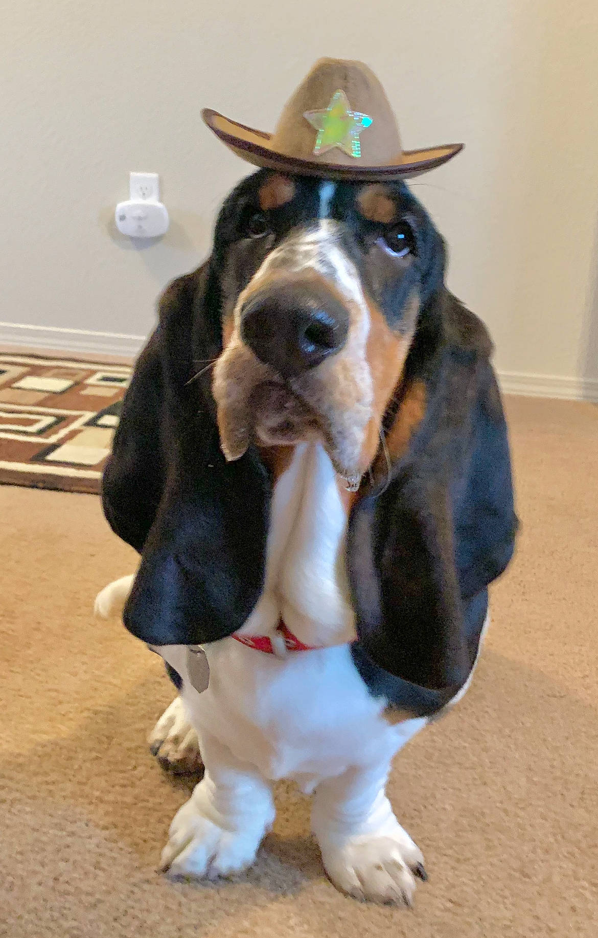 Boris joined the competition — help win amazing prizes! basset_hound, canidae, carnivore, collar, companion_dog, dog, dog_breed, ear, fashion_accessory, fawn, fur, hat, liver, scent_hound, snout, sporting_group, sun_hat, whiskers, working_animal, working_dog