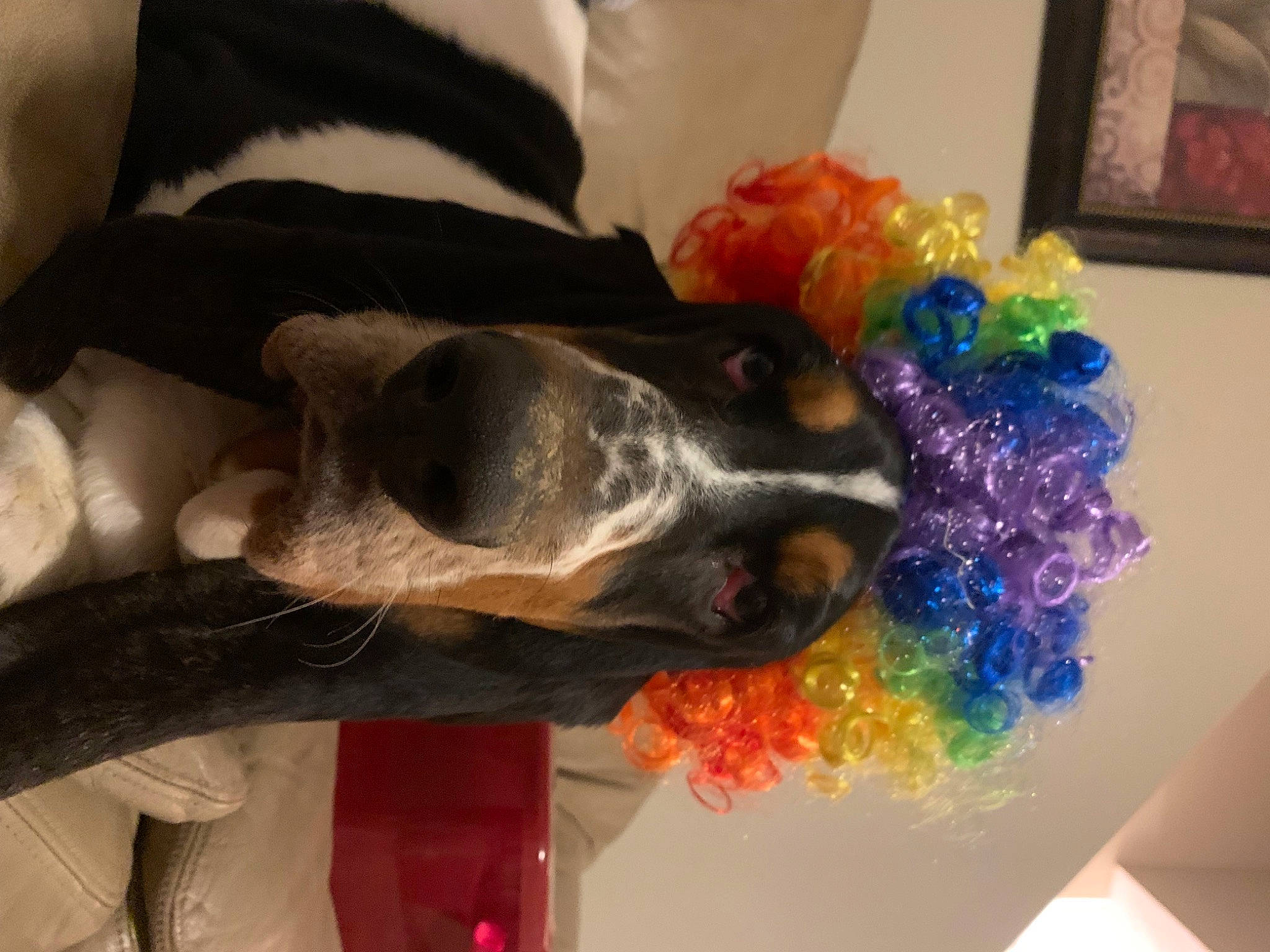 Boris joined the competition — help win amazing prizes! art, carnivore, companion_dog, dog, dog_breed, dye, fun, fur, paint, party_supply, picture_frame, room, snout, sporting_group, tail, toy, vertebrate, visual_arts, wool, working_animal