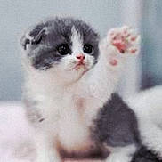 Sophie is registered to the contest to win money with this photo: kitten, cat, paw, cute, furry, pet, animal, small, white, gray, indoor, soft, blurred_background, curious, young, mammal, whiskers, closeup, feline, adorable