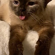 Anna joined the competition — help win amazing prizes! cat, fluffy, tongue_out, close_up, resting, soft_blanket, cute, pet, animal, whiskers, ears, paws, indoor, feline, cozy, relaxed, sleepy, mammal, domestic, cute_face